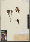 Foto von Salix waldsteiniana Willd.